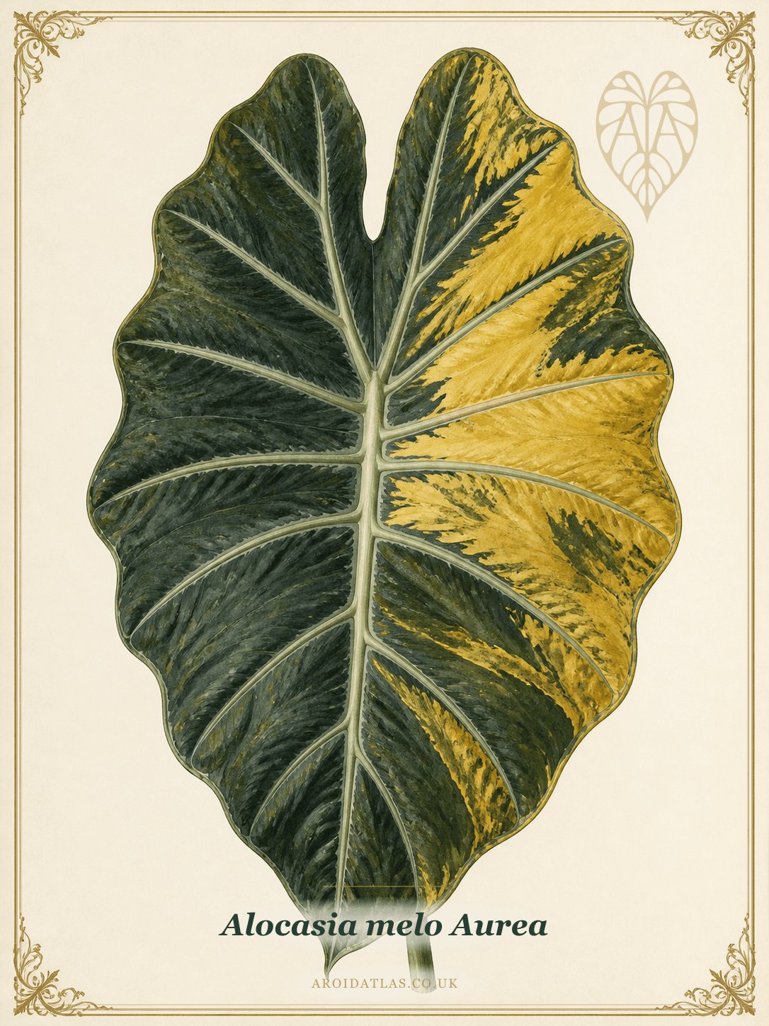 Aurea Melo Alocasia