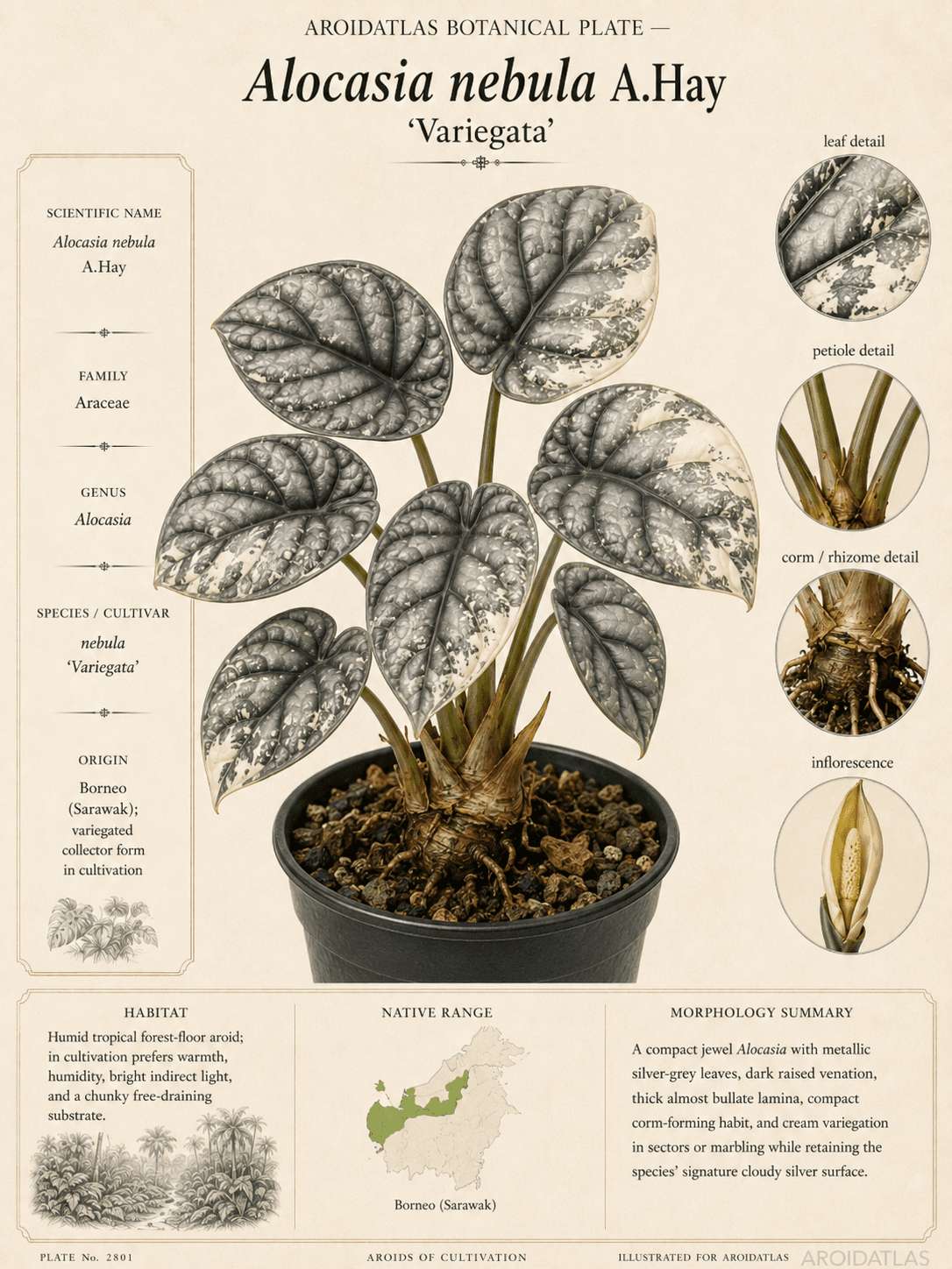 Variegated Nebula Alocasia