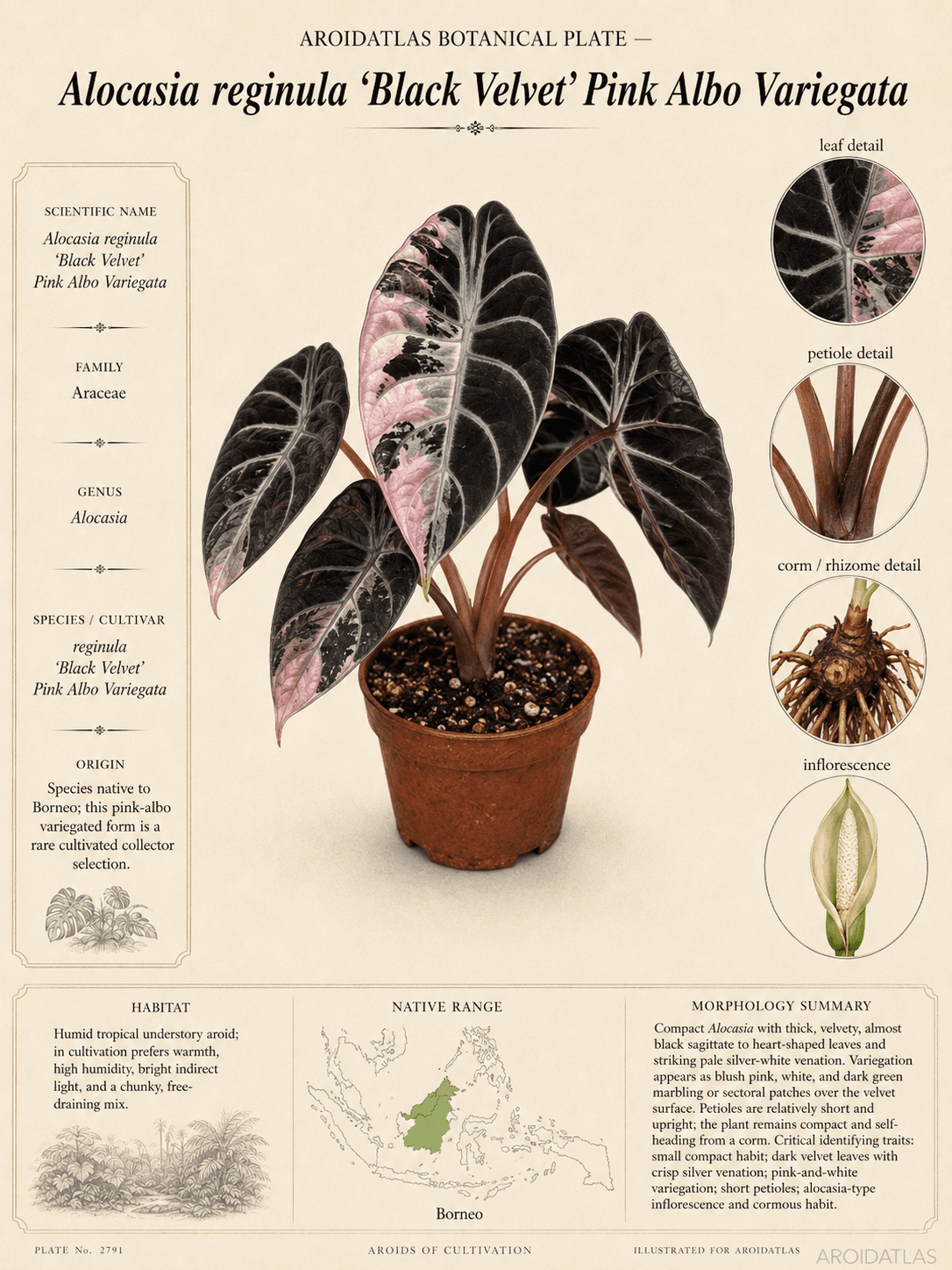 Alocasia reginula 'Black Velvet' Pink Albo Variegata