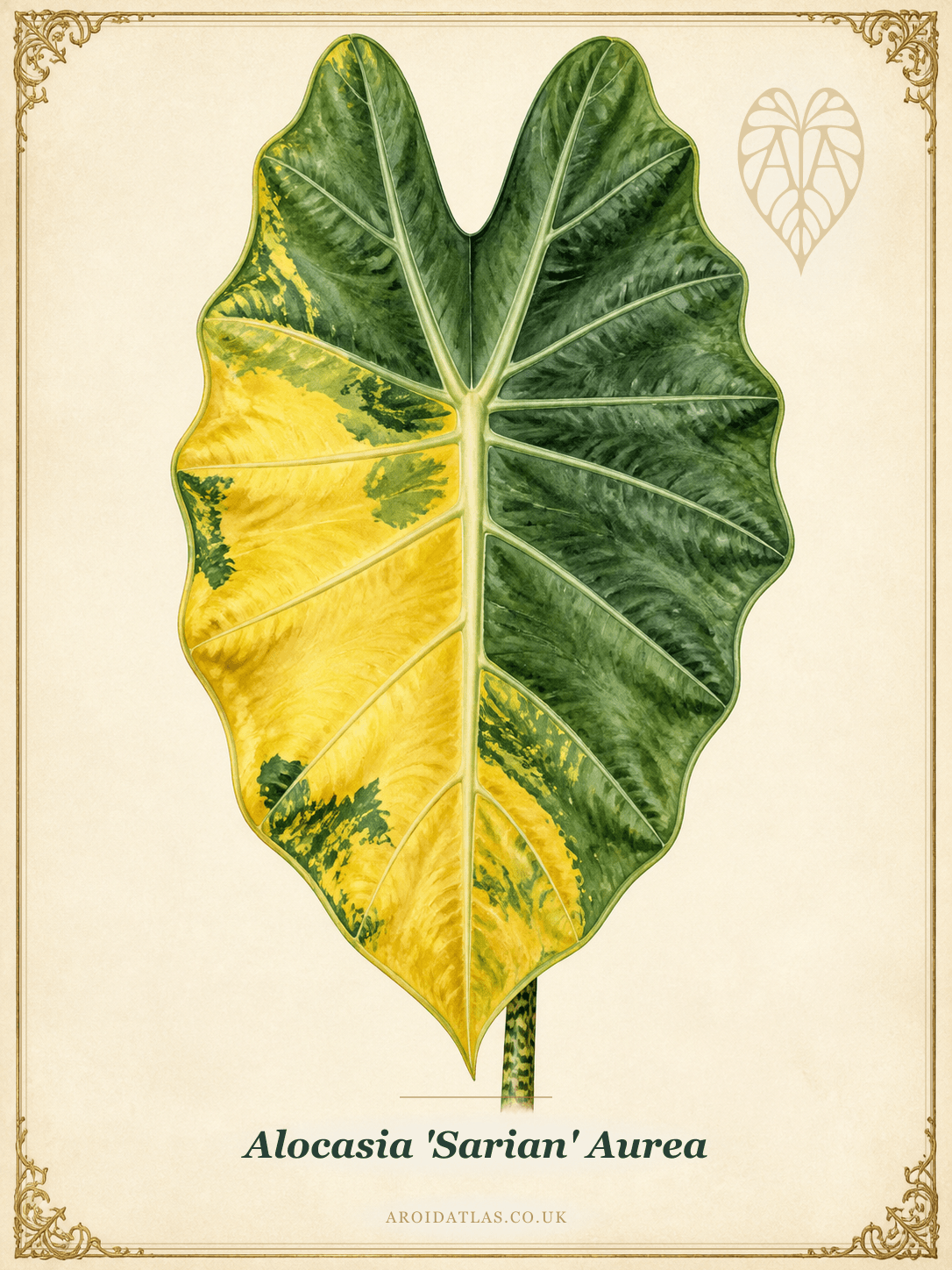 Aurea Sarian Alocasia