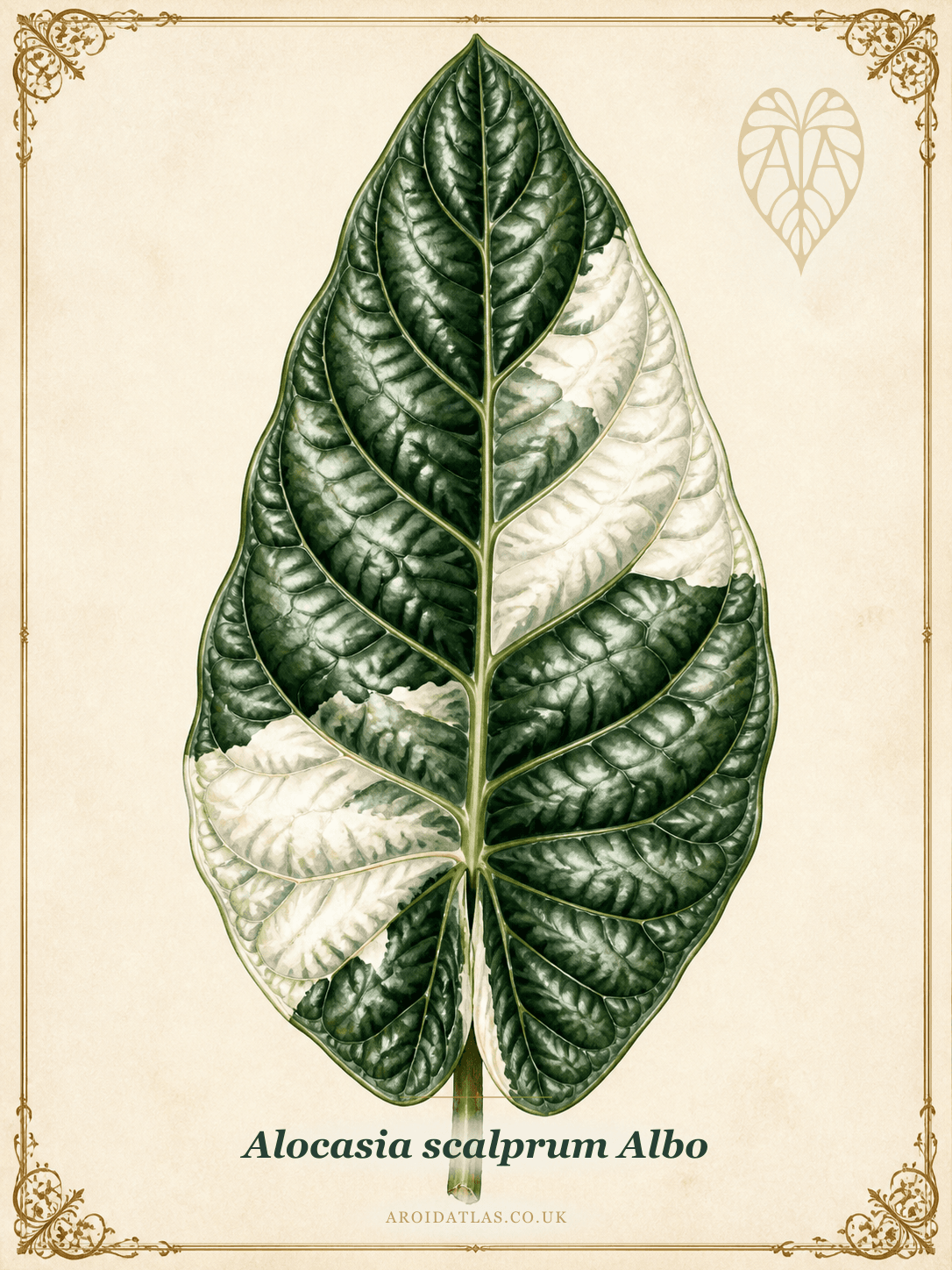 Albo Scalprum Alocasia