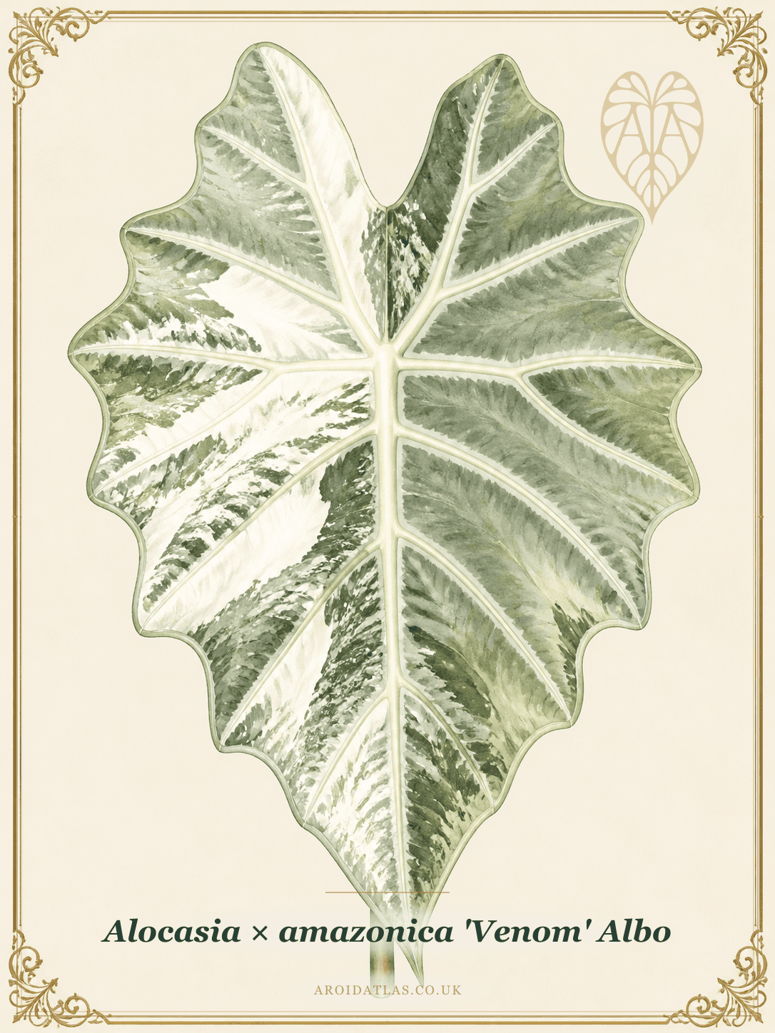 Albo Venom Alocasia