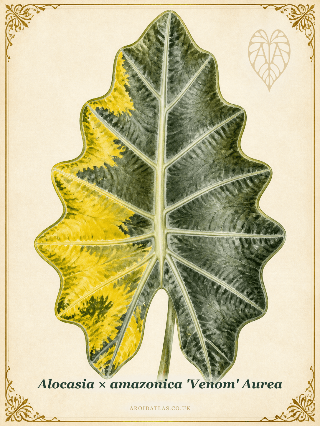 Aurea Venom Alocasia