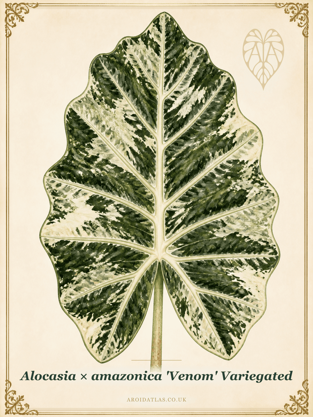 Variegated Venom Alocasia