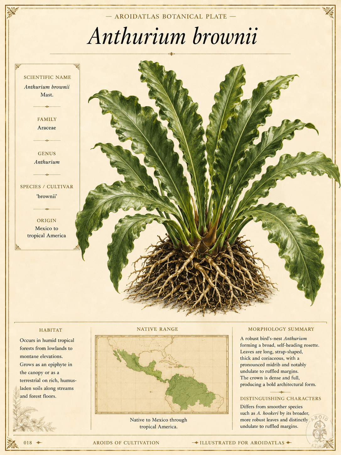 Brownii Elephant Ear