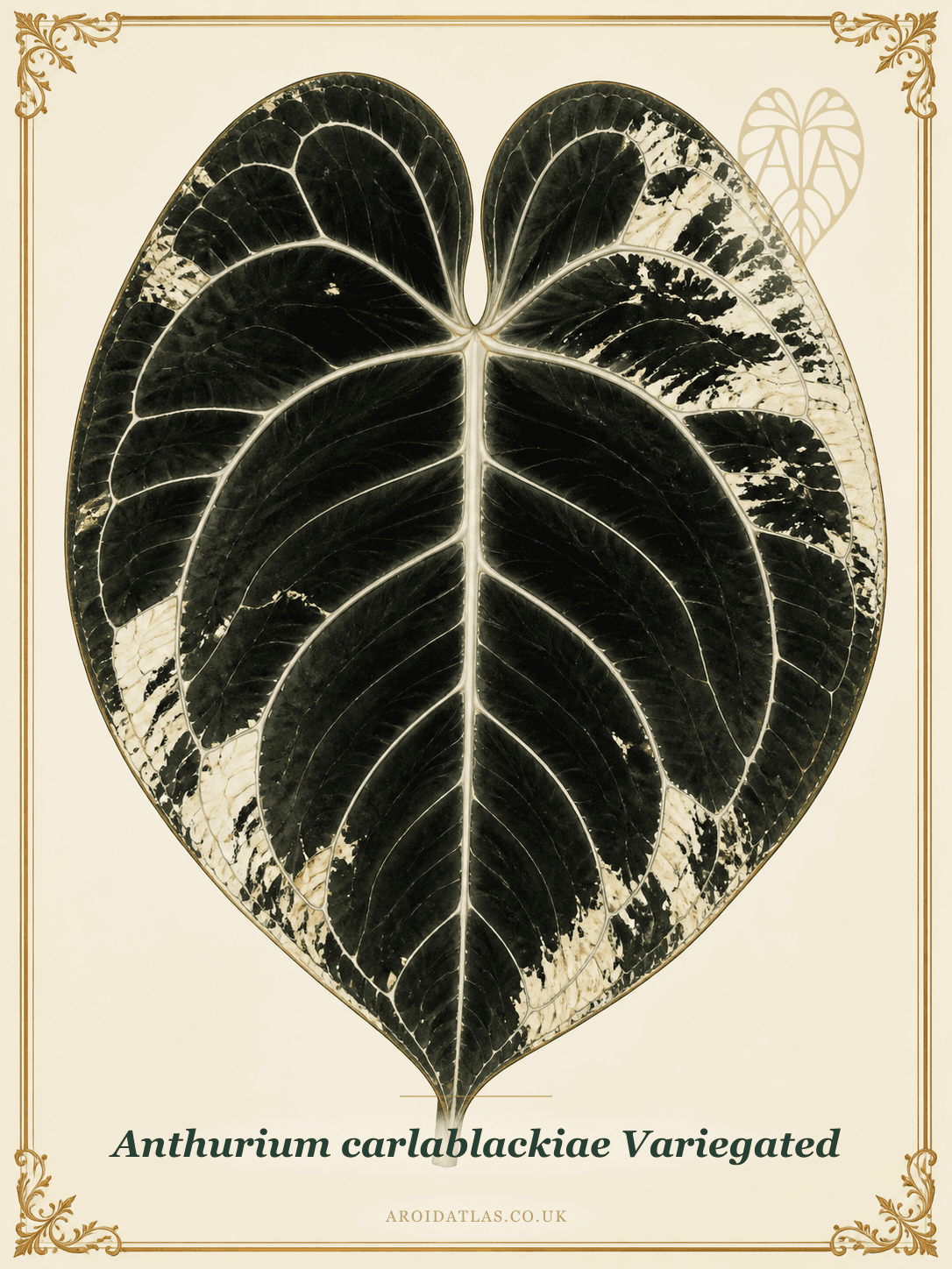 Variegated Carla Blackie's Anthurium