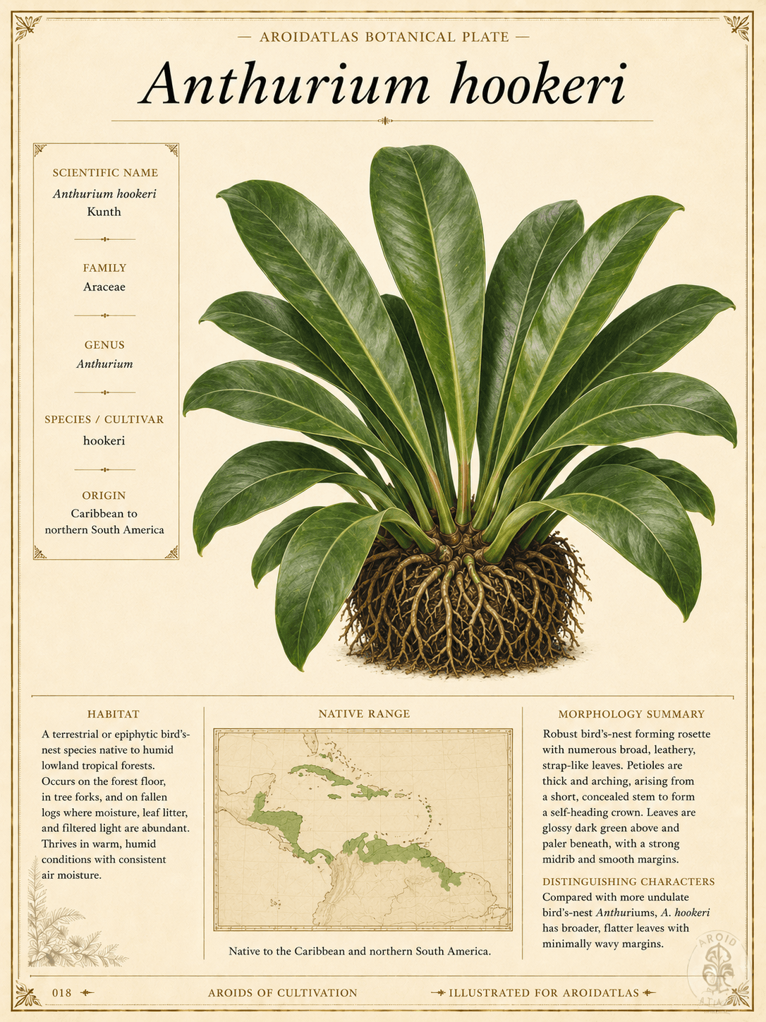 Birdsnest Anthurium