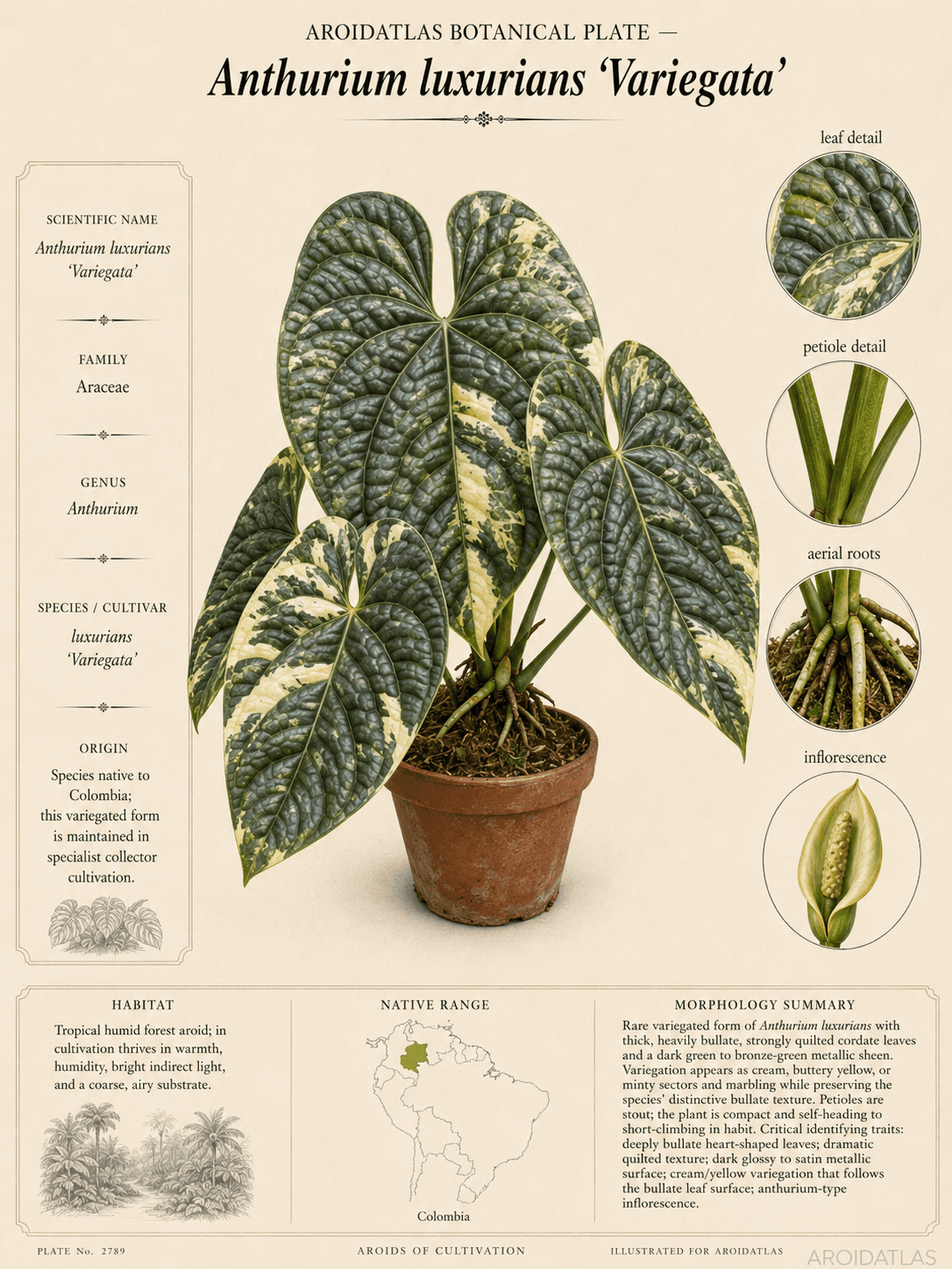 Anthurium luxurians 'Variegata'
