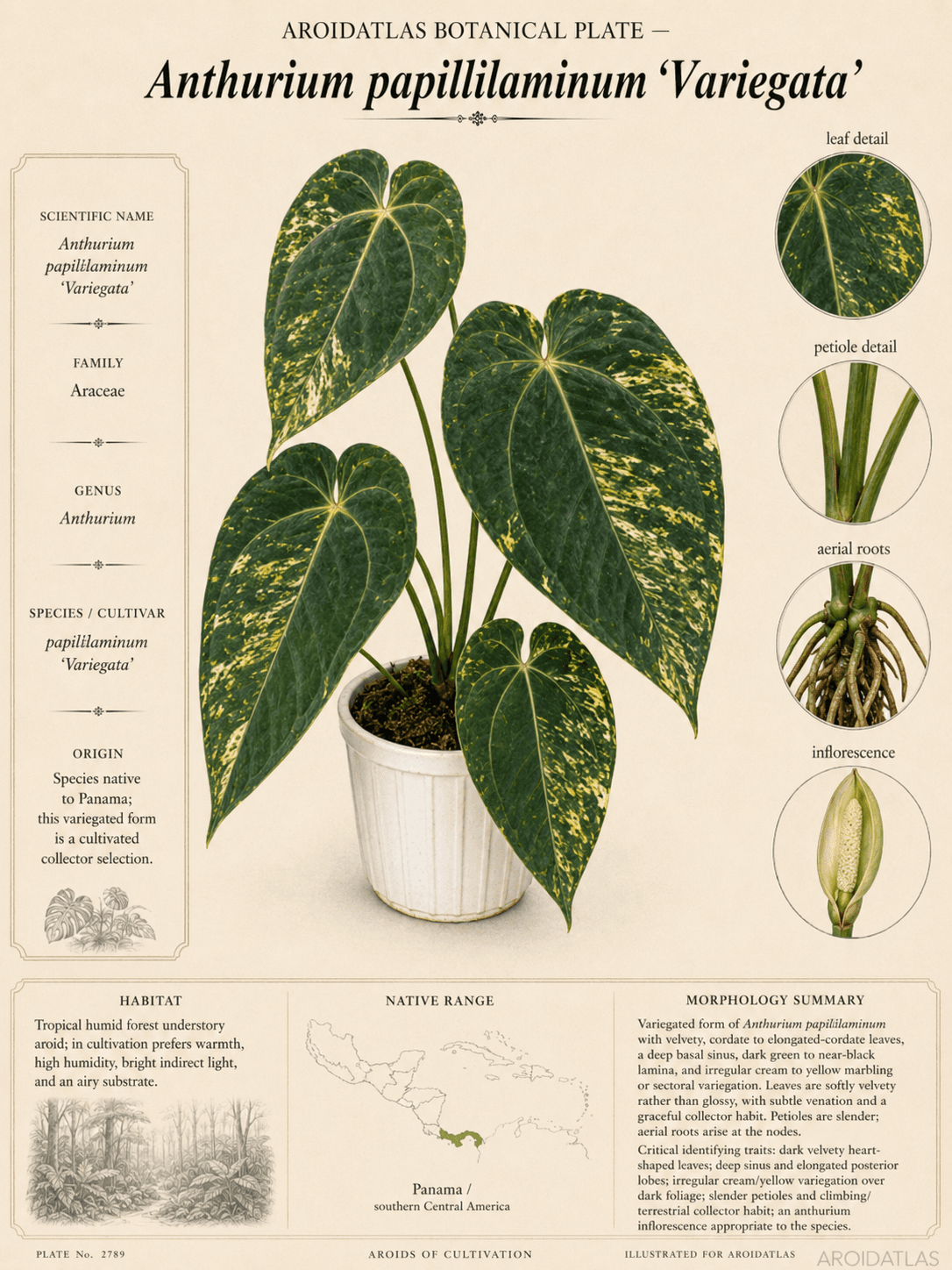Anthurium papillilaminum 'Variegata'