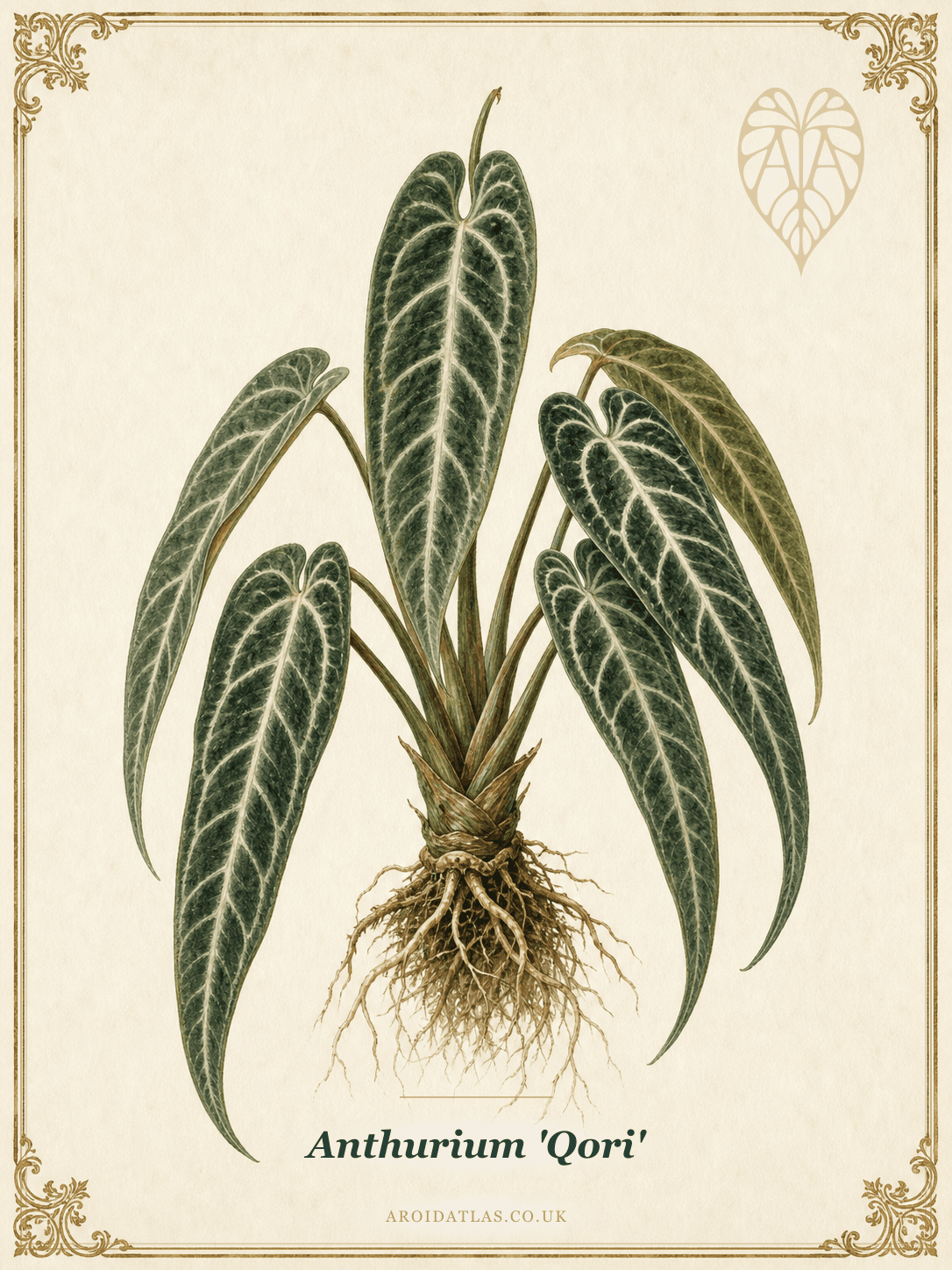 Anthurium 'Qori'
