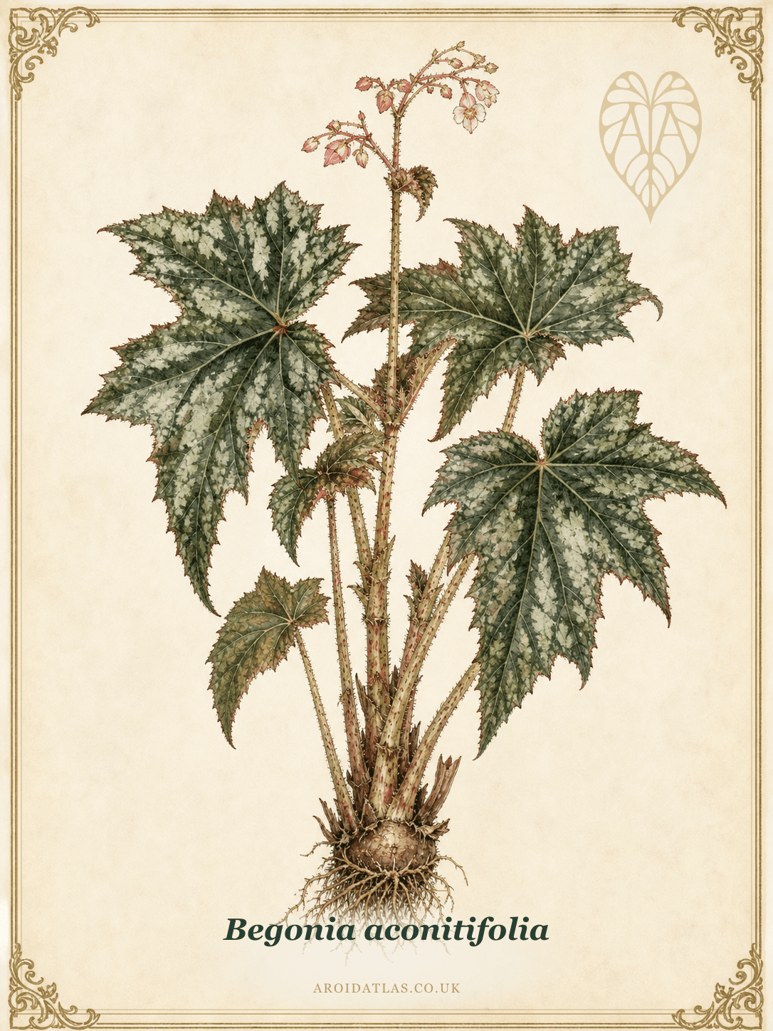 Aconite-leaf Begonia