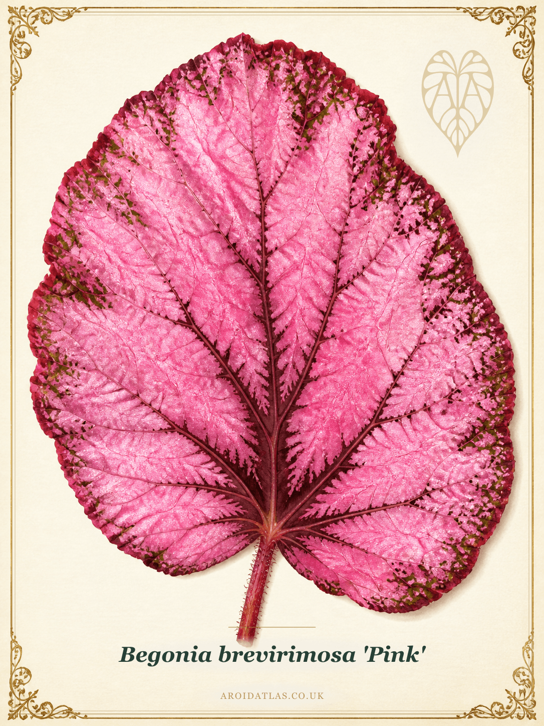 Bright Pink Cane Begonia