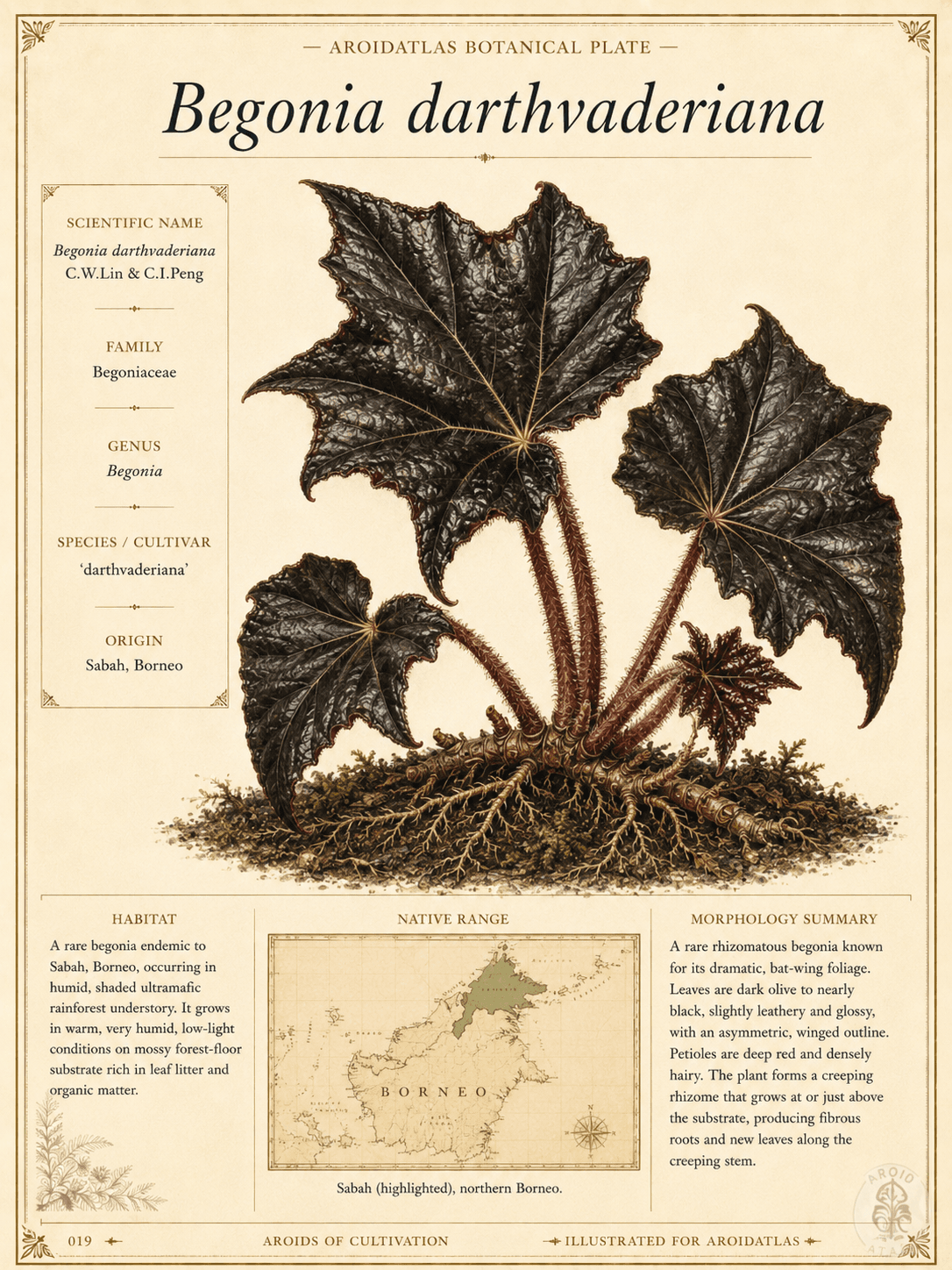 Darth Vader Begonia