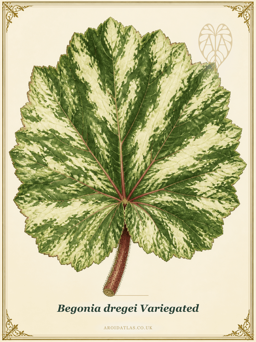 Variegated Dwarf Grape Begonia