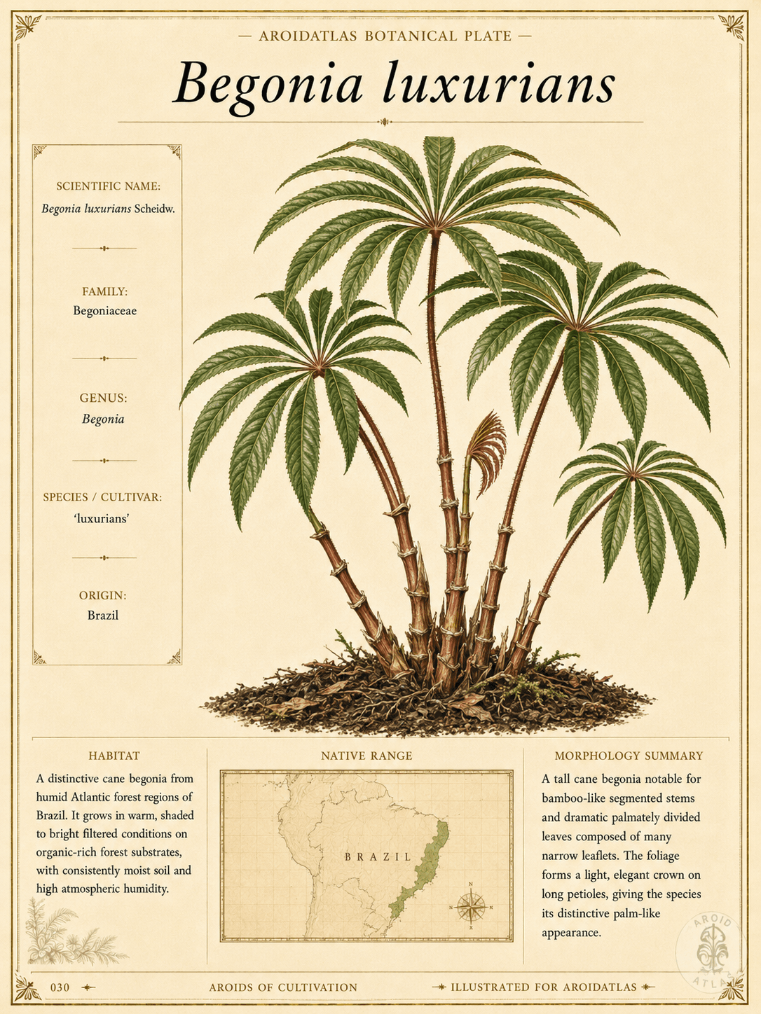 Palm Leaf Begonia