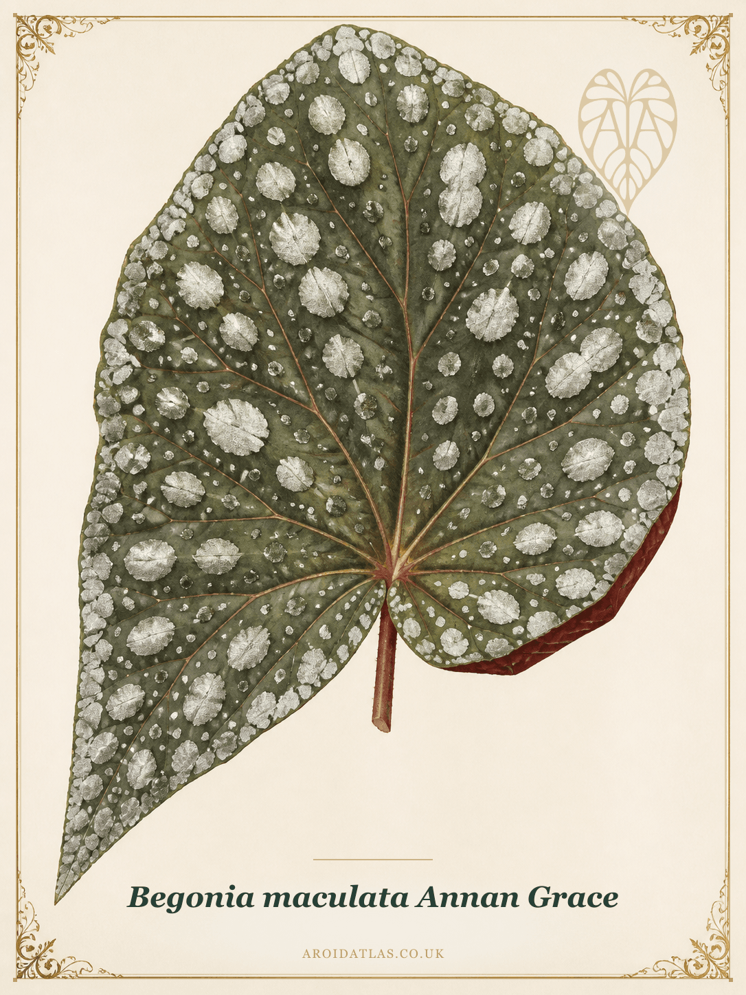 Begonia maculata 'Annan Grace'