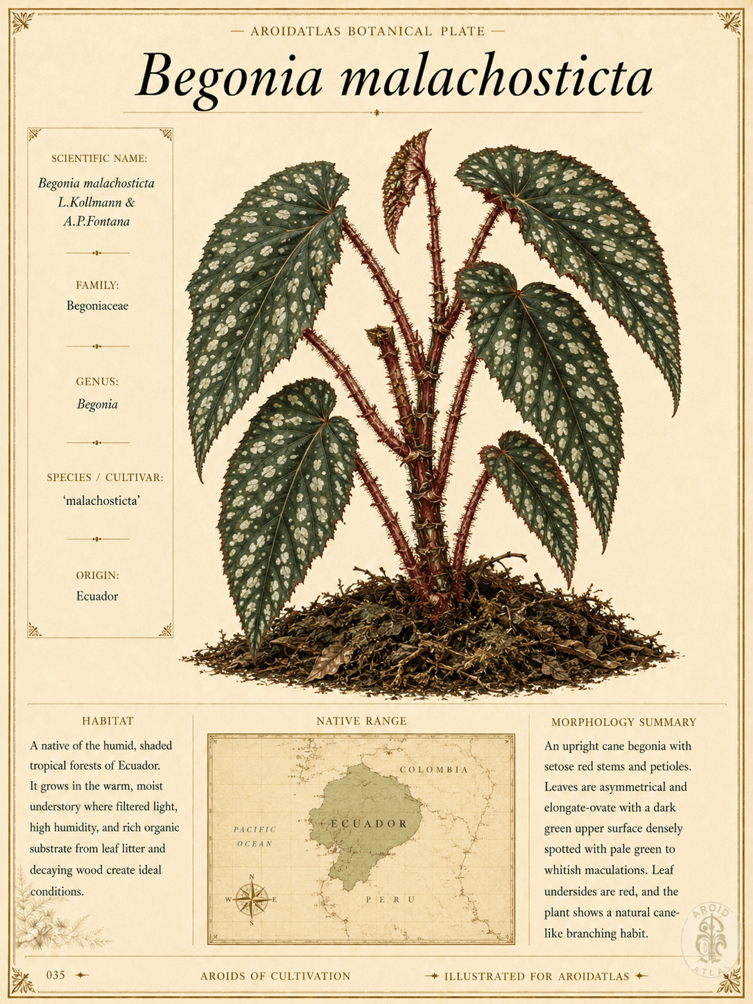 Spotted Cane Begonia