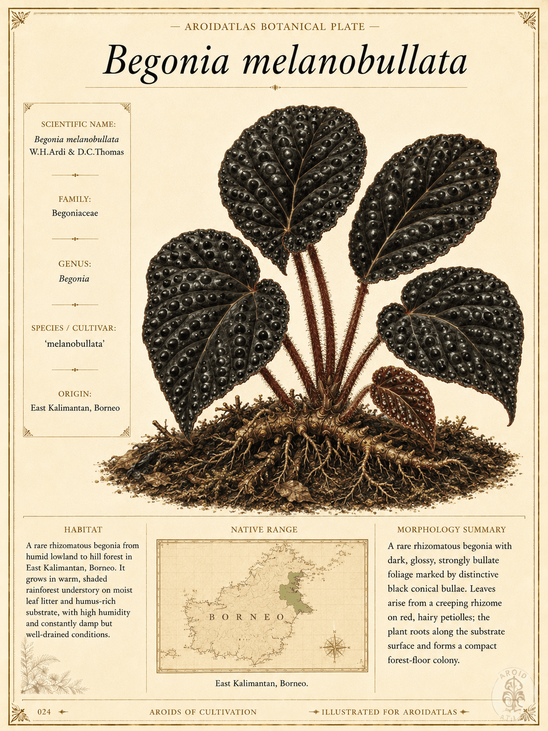 Black Bullate Begonia