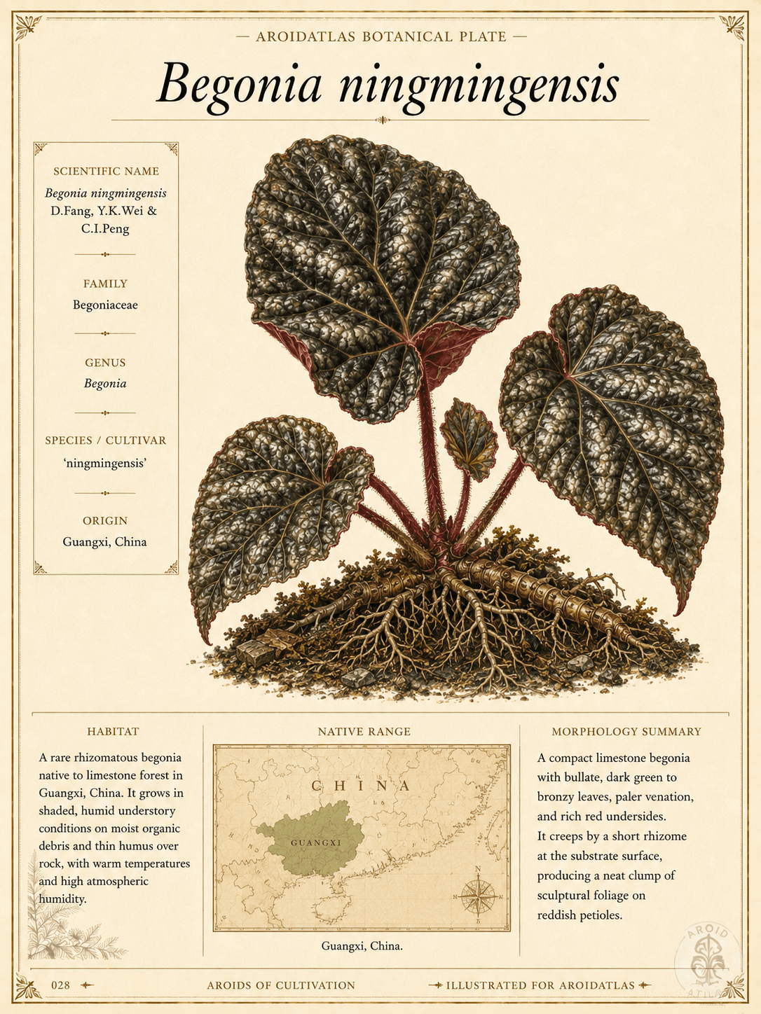 Ningming Begonia