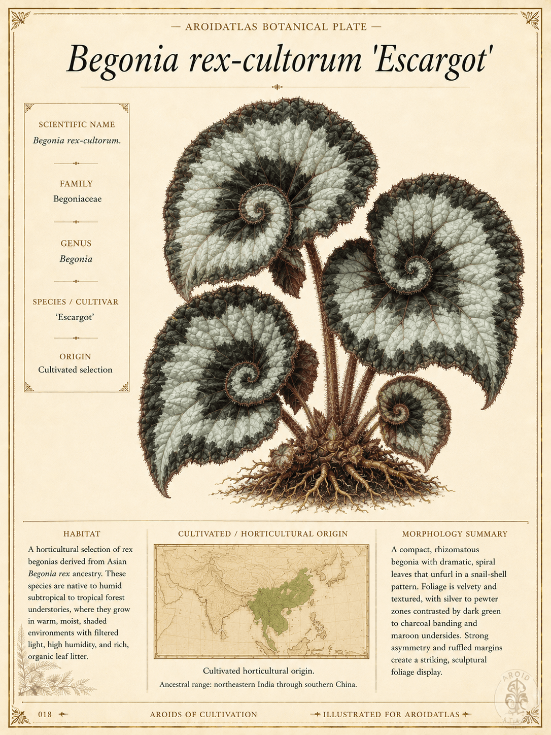 Escargot Begonia