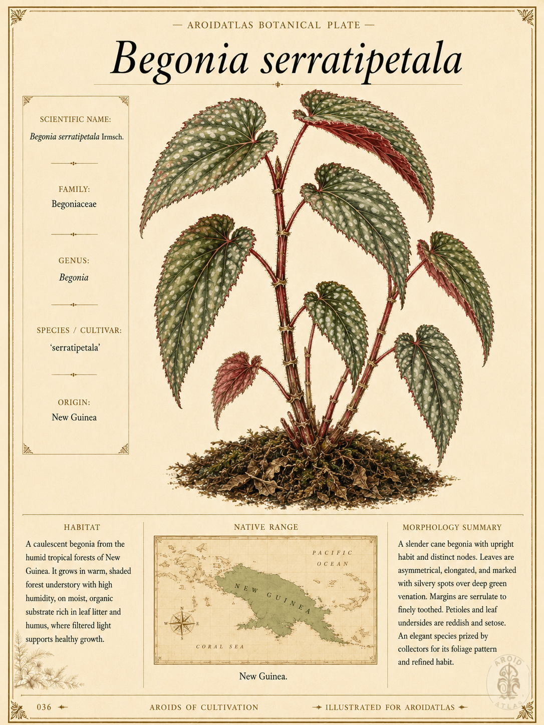 Pink Spot Cane Begonia