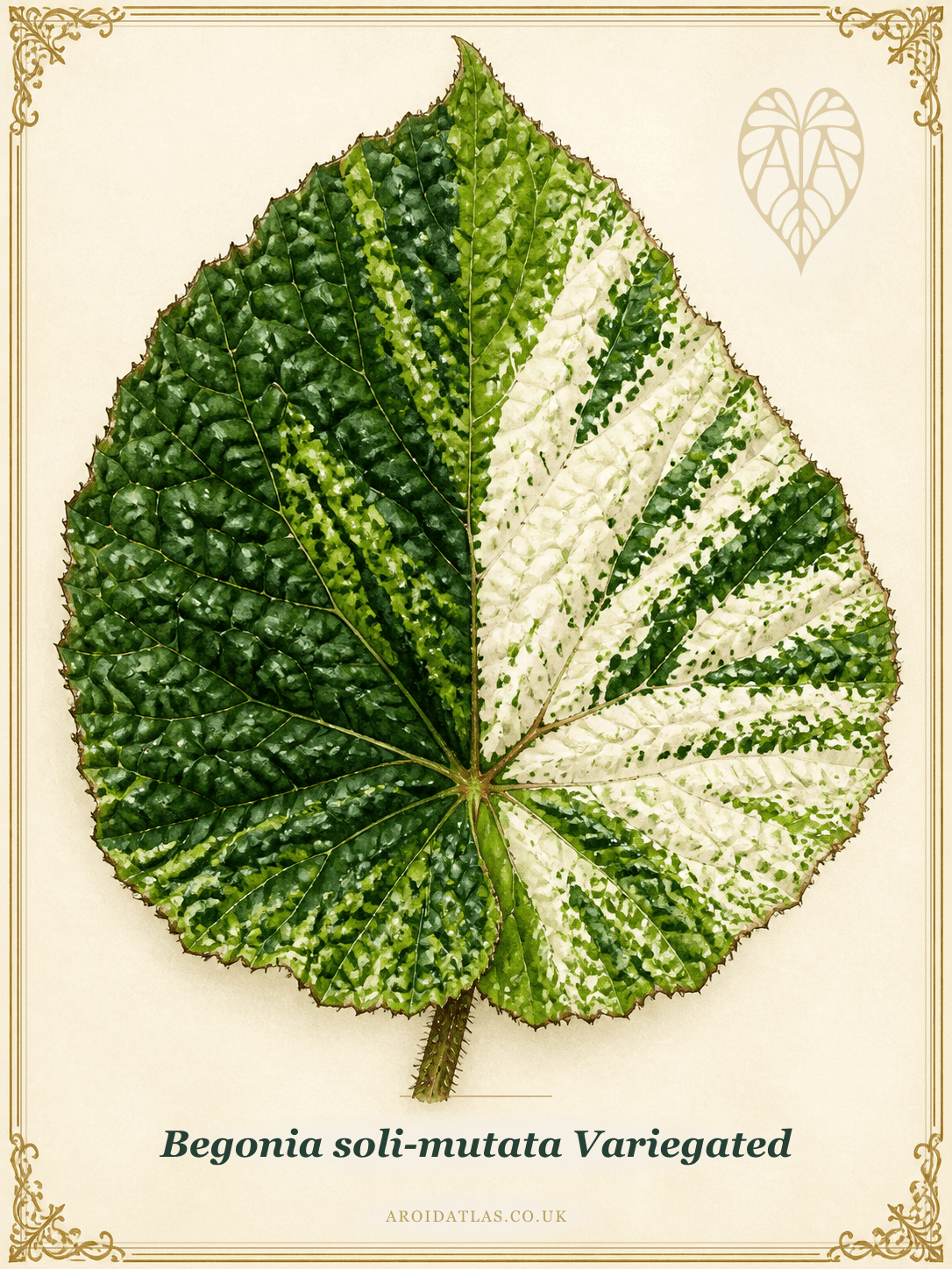 Variegated Sun-Change Begonia