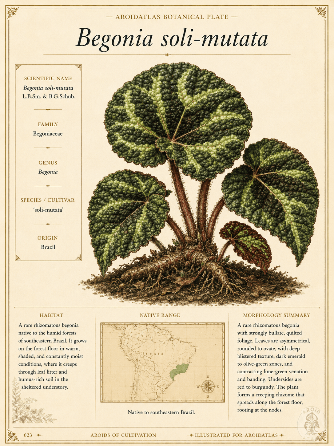 Sun-Change Begonia