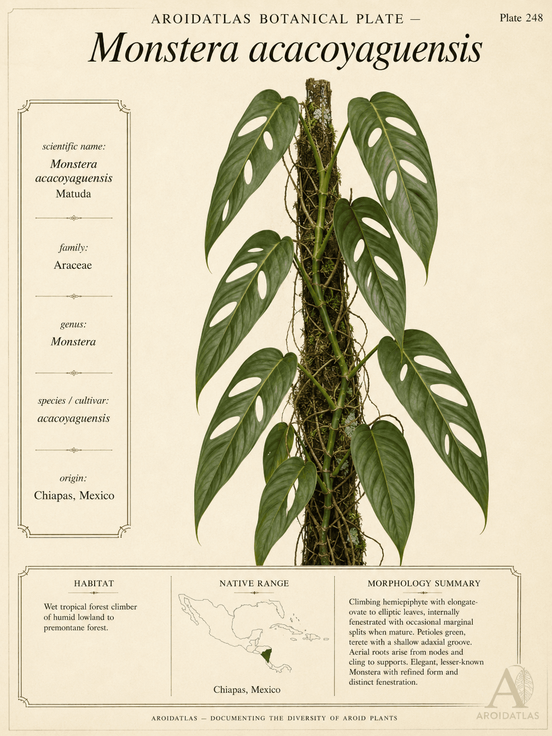 Acacoyaguensis Monstera