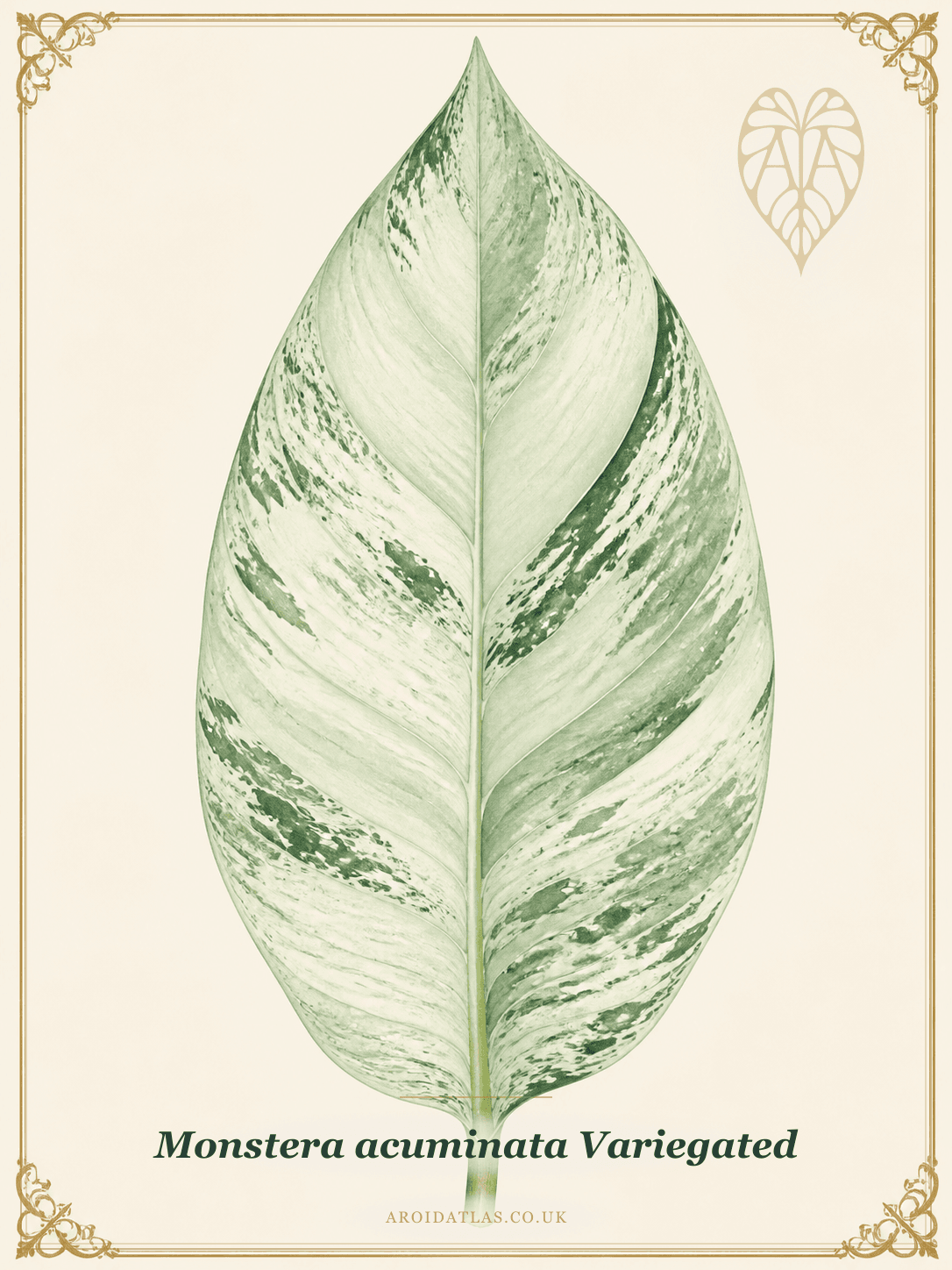 Full Mint Variegated Acuminata Monstera