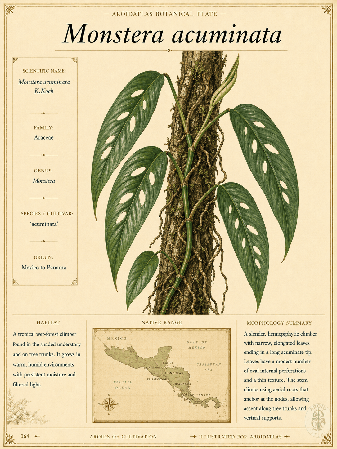 Monstera acuminata