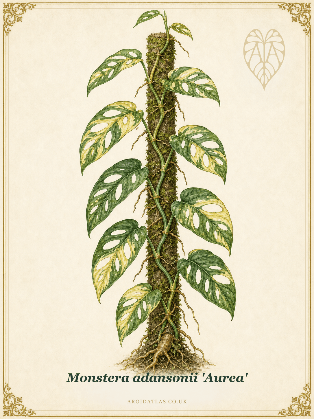 Golden Swiss Cheese Vine