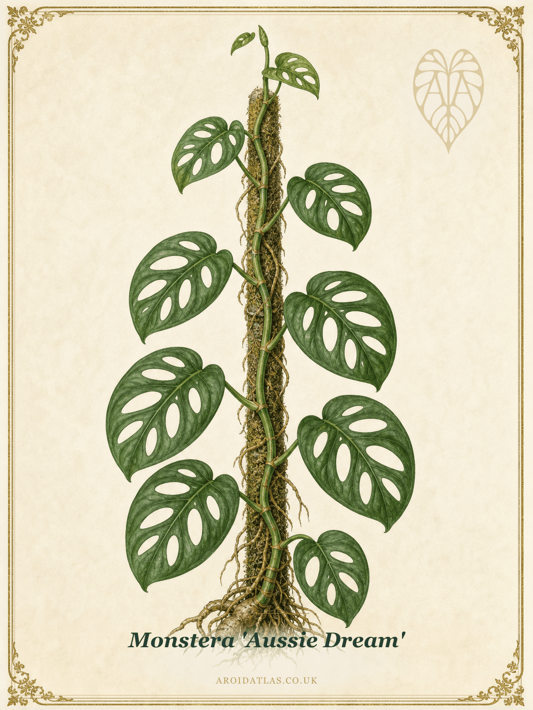 Aussie Dream Monstera