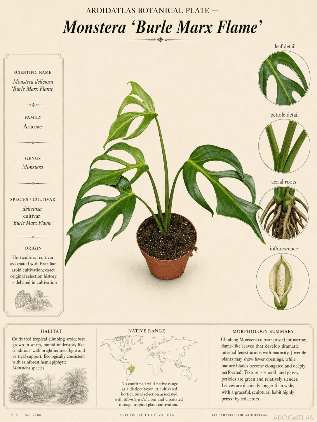 Monstera burle marx flame