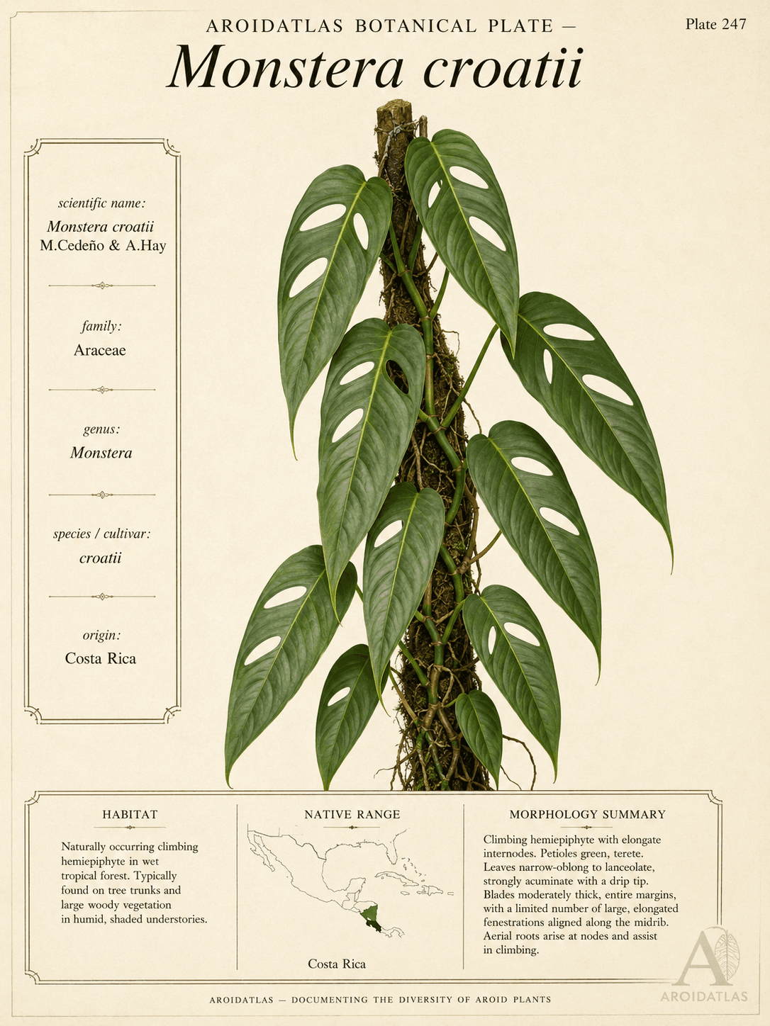 Monstera croatii
