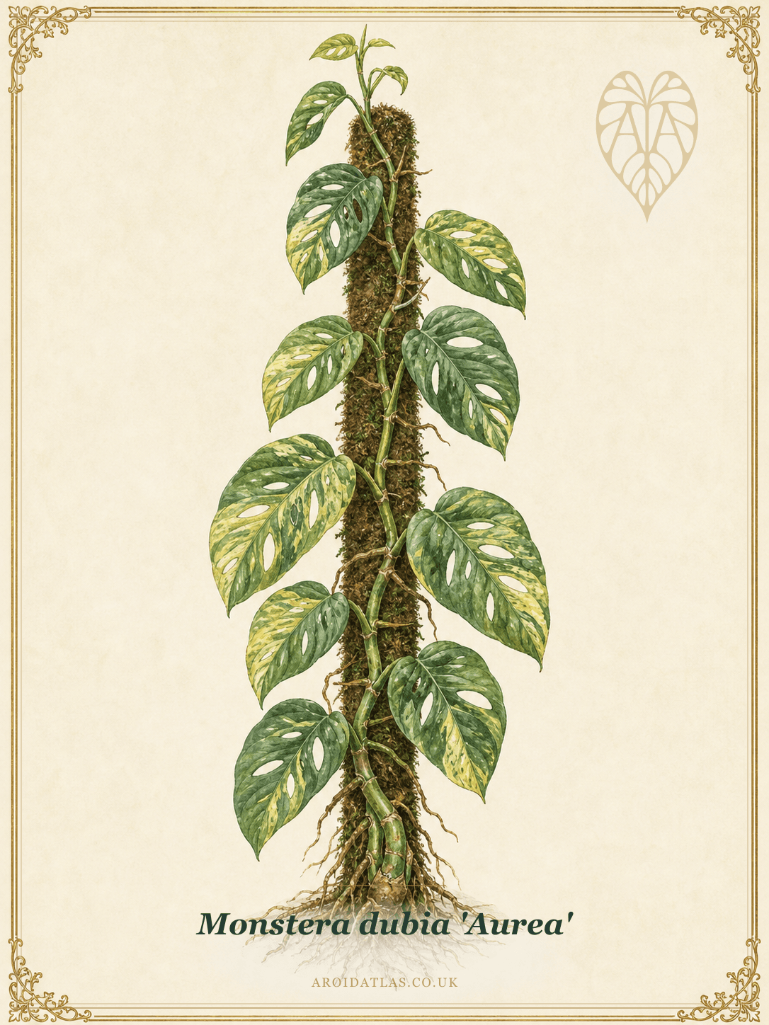 Golden Shingle Plant