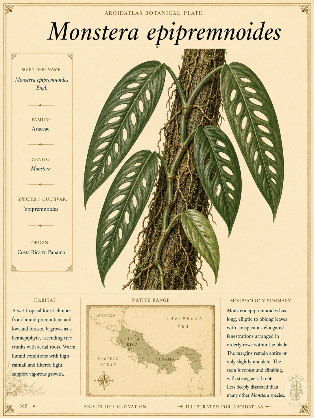 Monstera epipremnoides