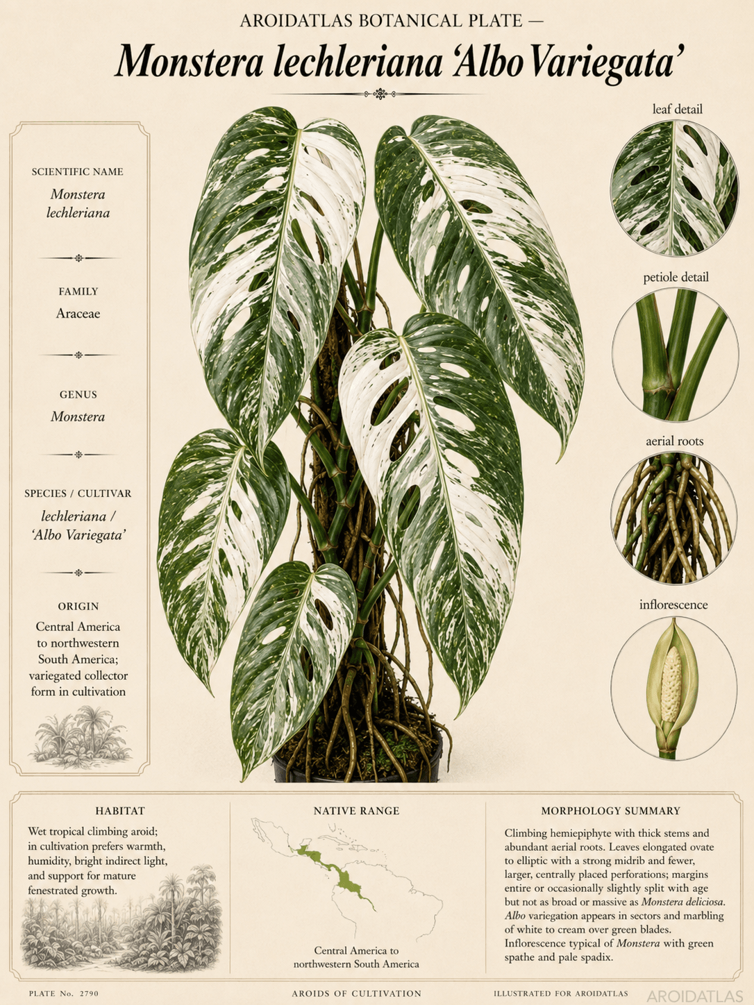 Albo Variegated Lechleriana