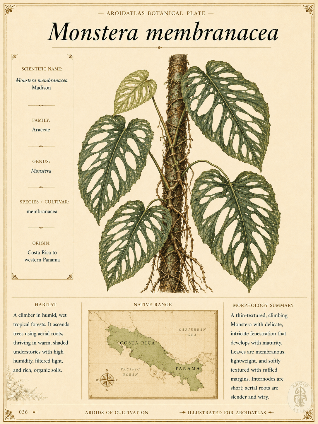 Monstera membranacea
