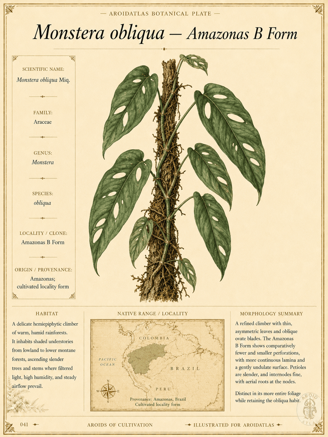 Amazonas B Form Monstera