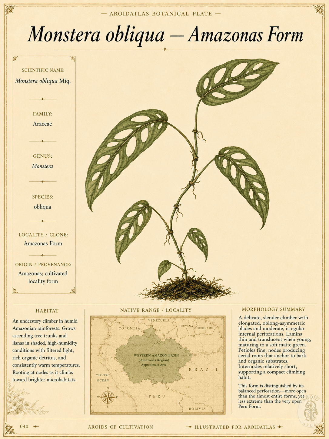 Monstera Obliqua Amazonas Form