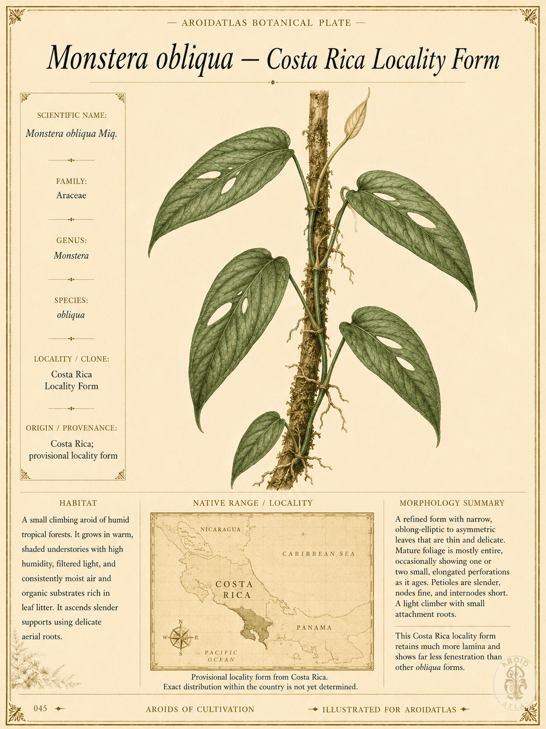 Monstera Obliqua Costa Rica Locality Form