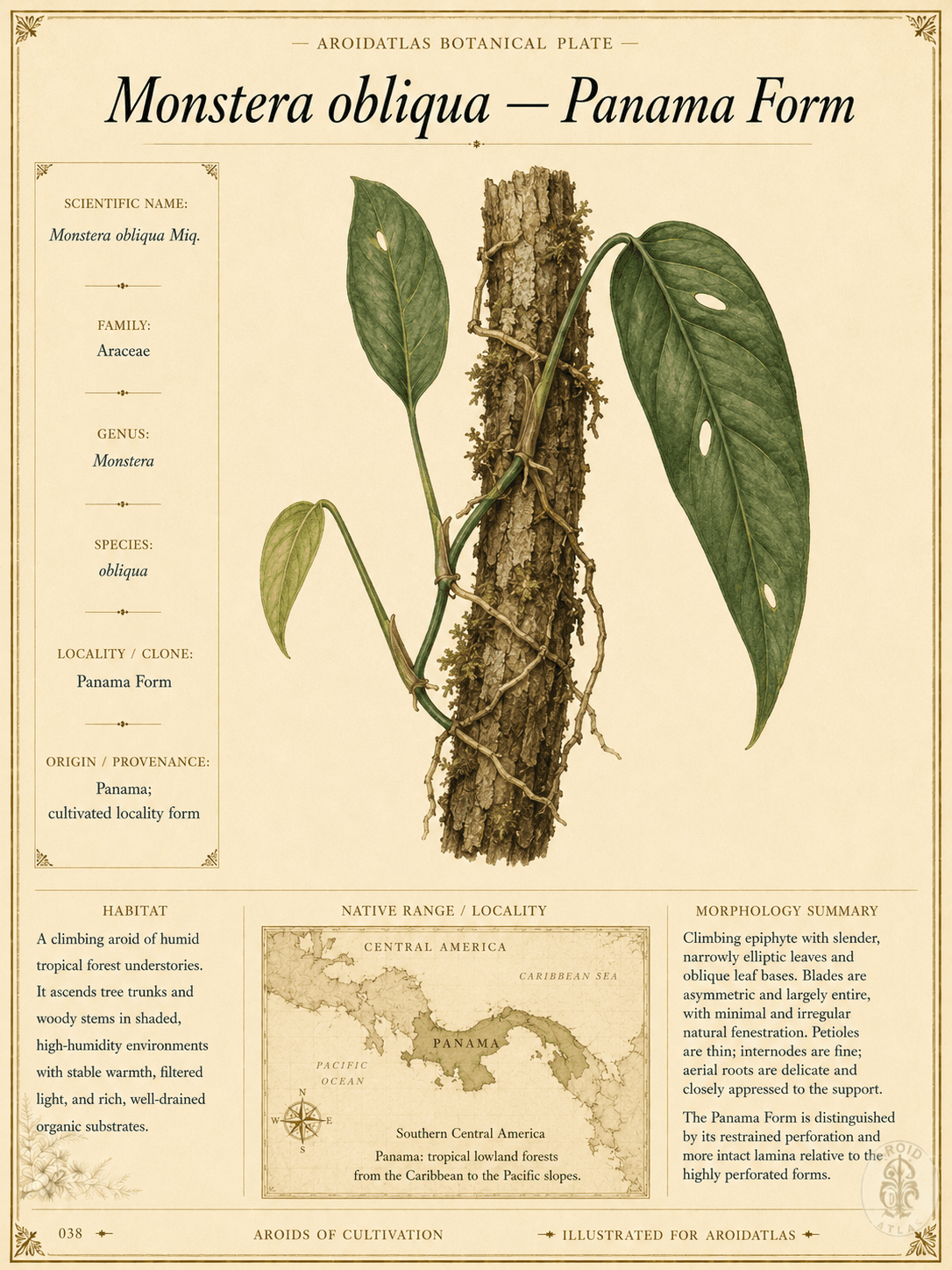 Monstera obliqua Panama Form