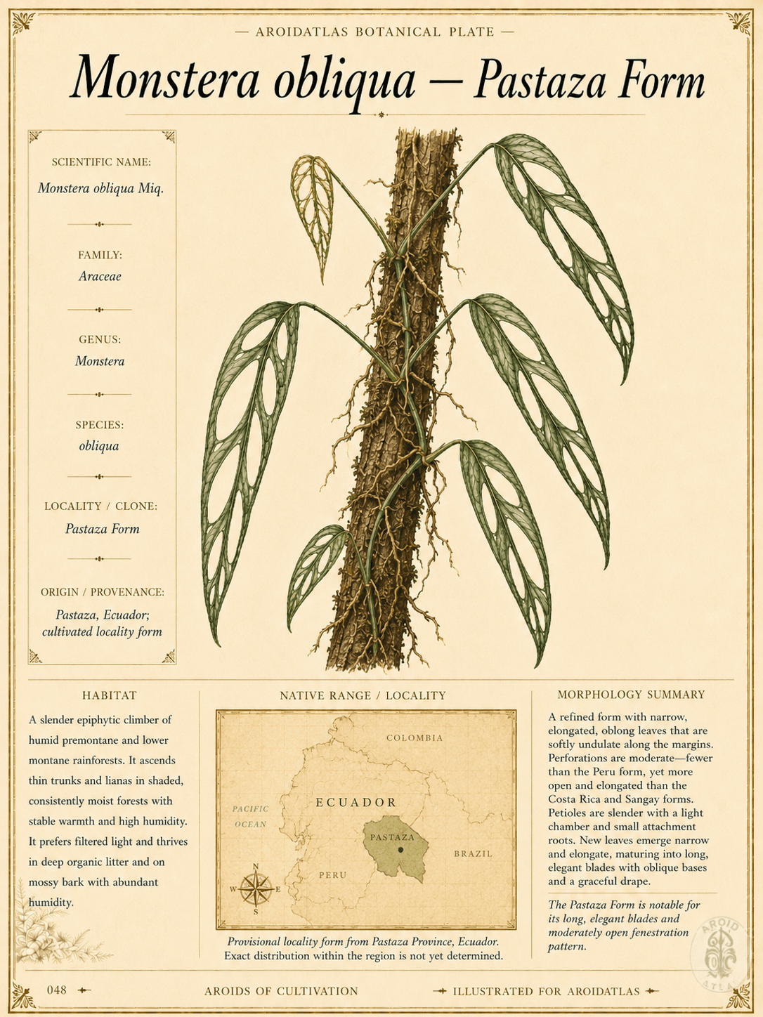 Pastaza Form Monstera