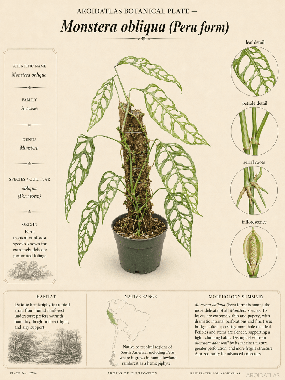 Monstera Obliqua Peru Form