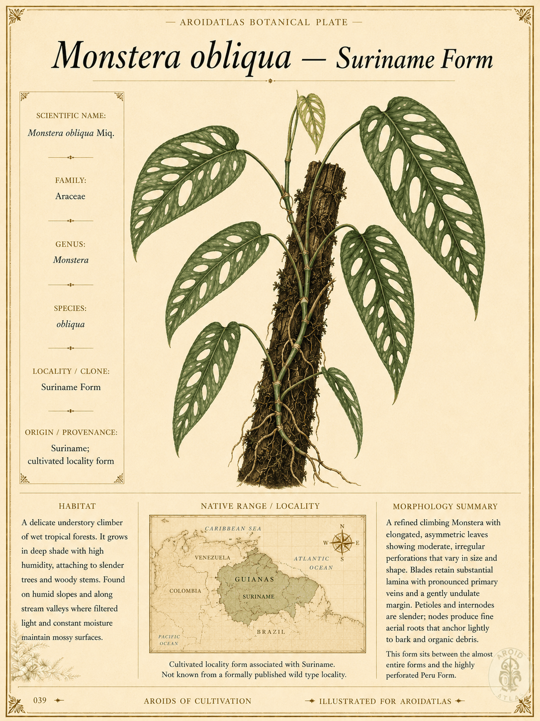 Suriname Form Obliqua