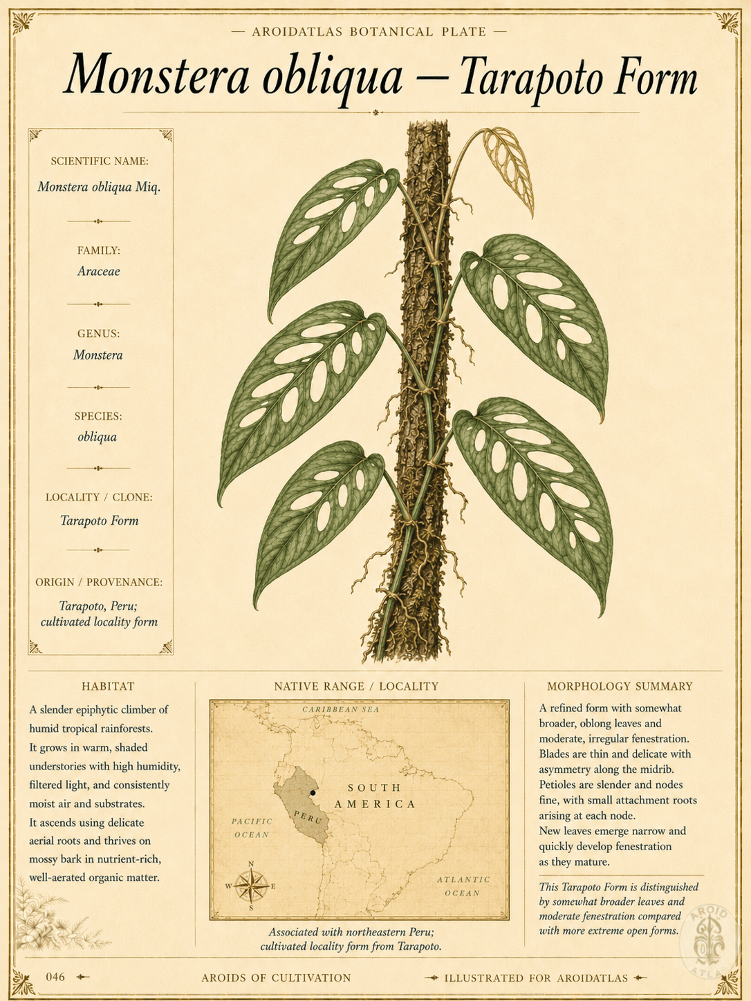 Monstera obliqua Tarapoto Form