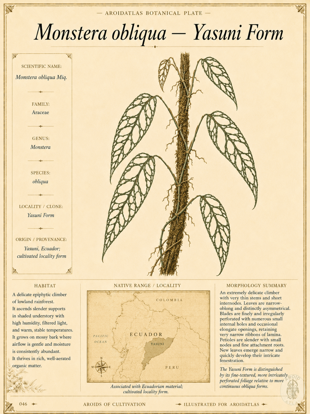 Monstera obliqua Yasuni