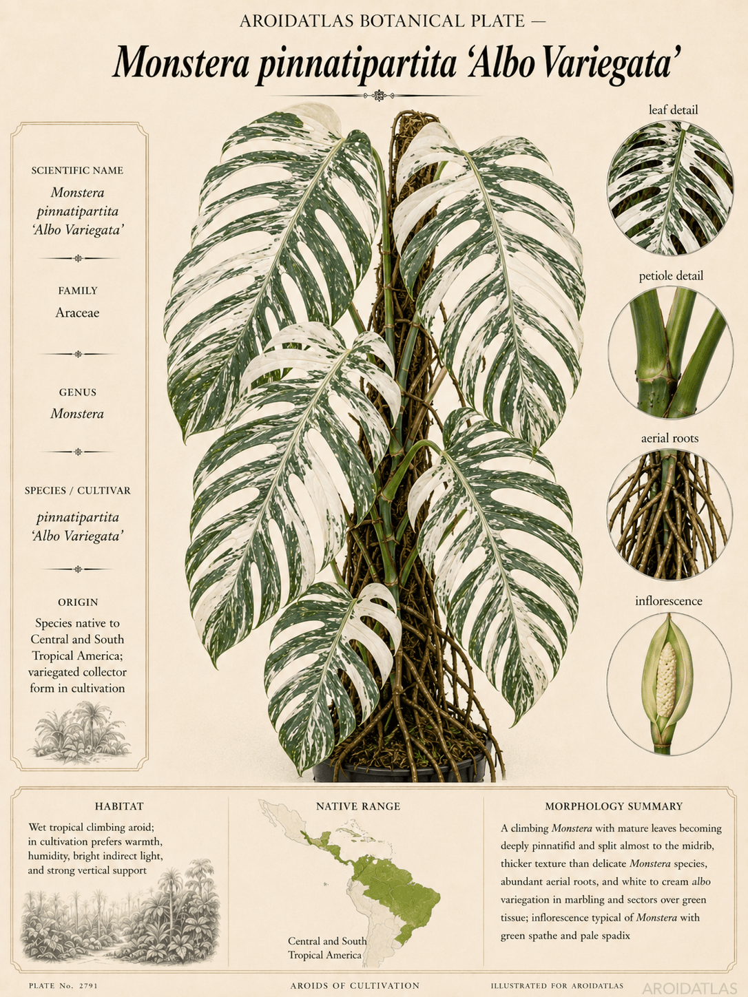 Albo Variegated Pinnatipartita