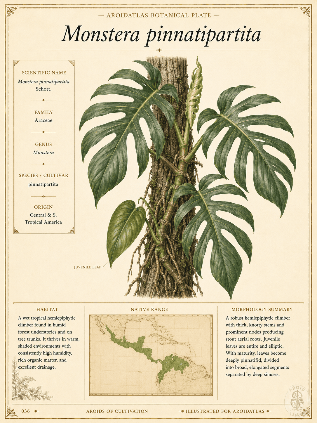 Monstera pinnatipartita