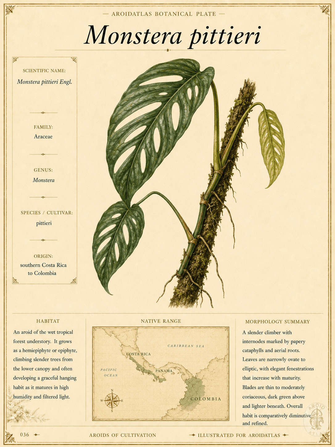 Monstera pittieri